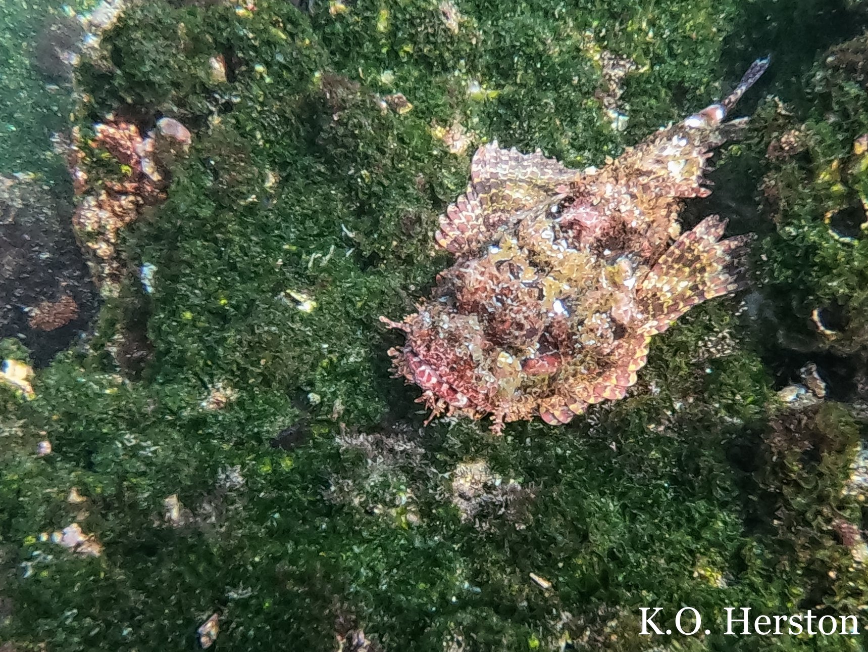 Photo of the Week Colorful Rockfish Herston on Tennessee Family Law