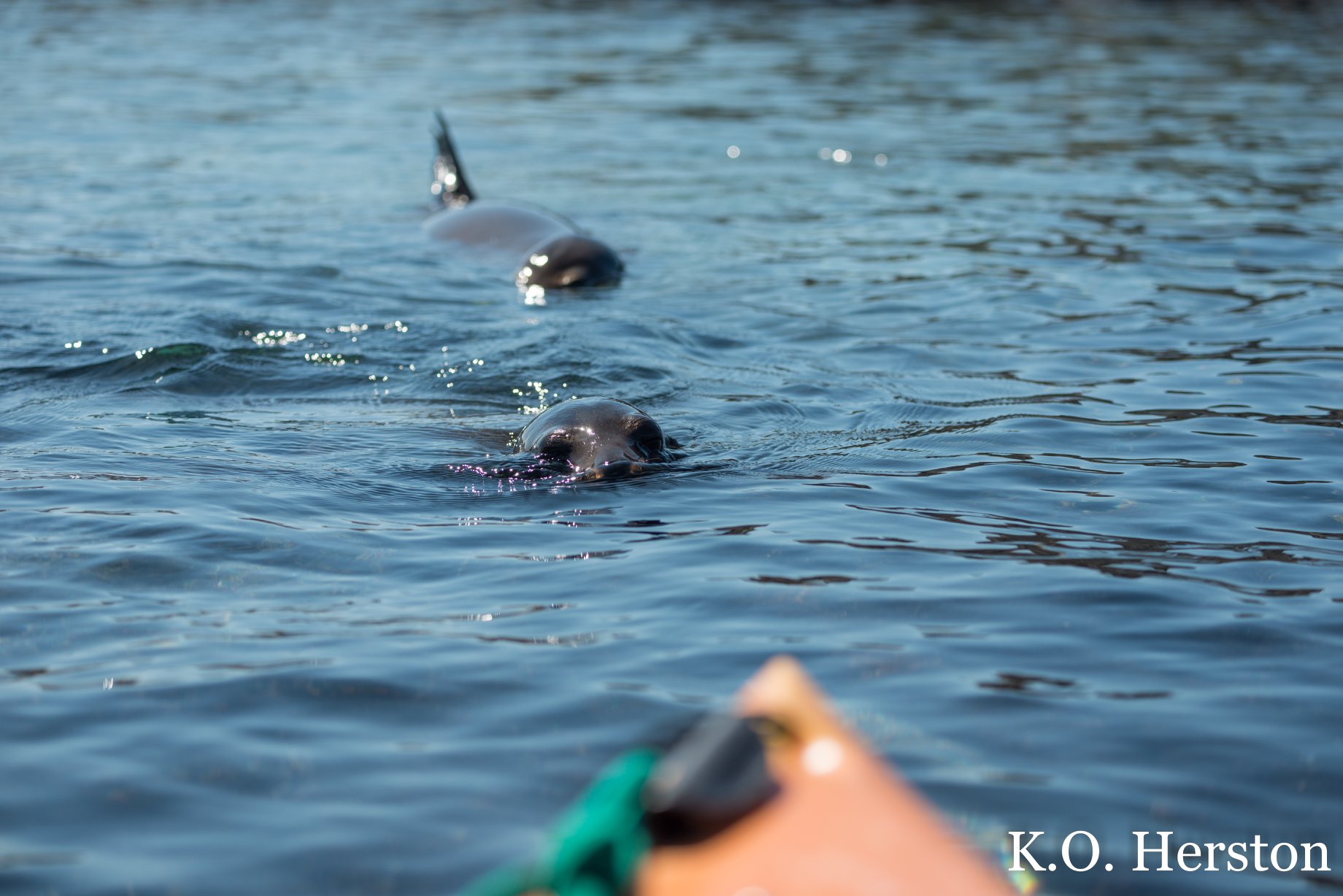 Photo of the Week Sea Lions Approaching My Kayak Herston on