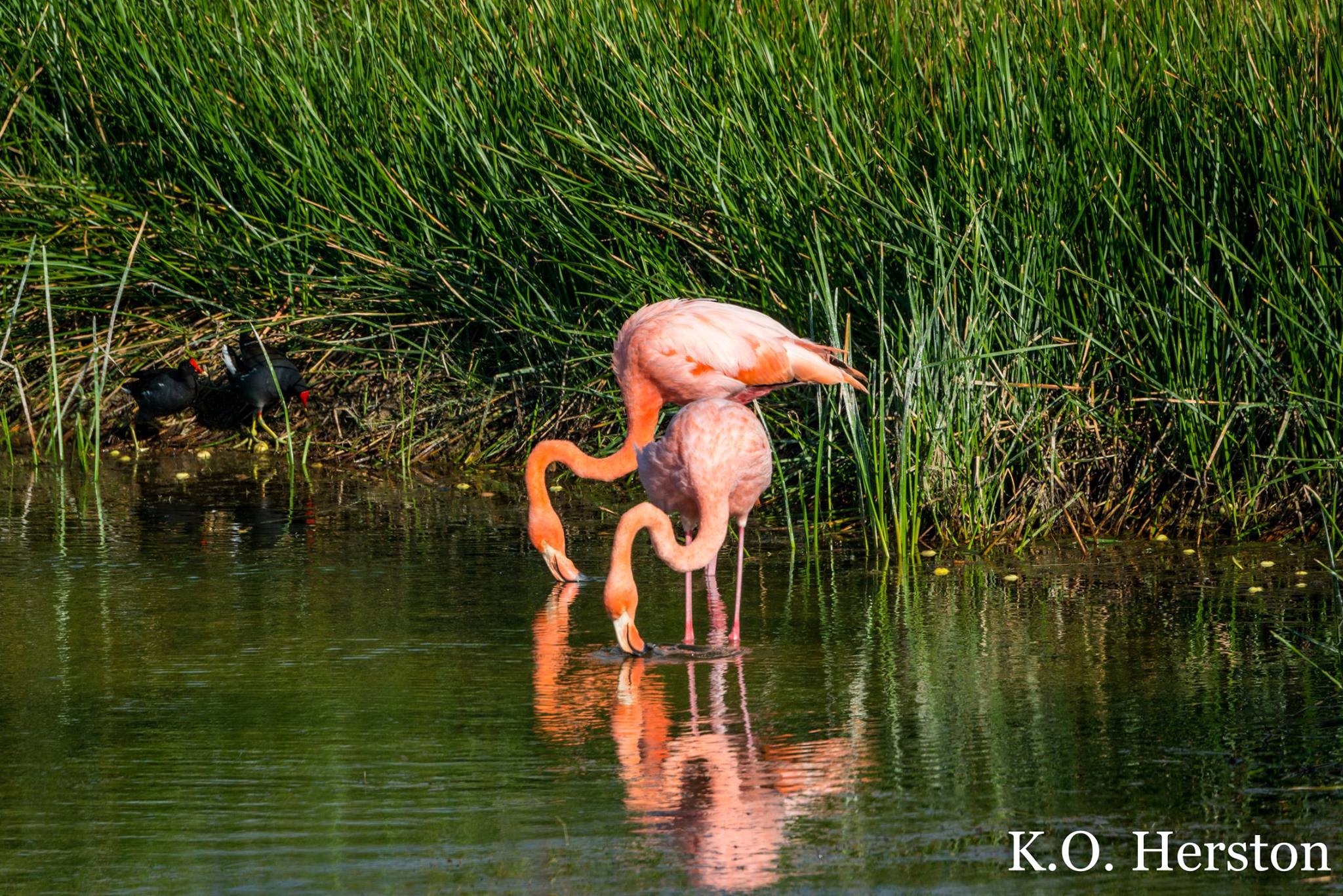 Photo of the Week Greater Flamingos Herston on Tennessee Family Law